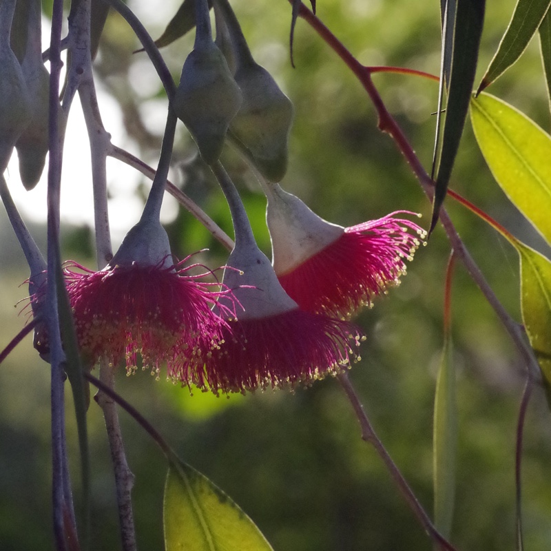 Gum tree Silver Princess in the GardenTags plant encyclopedia