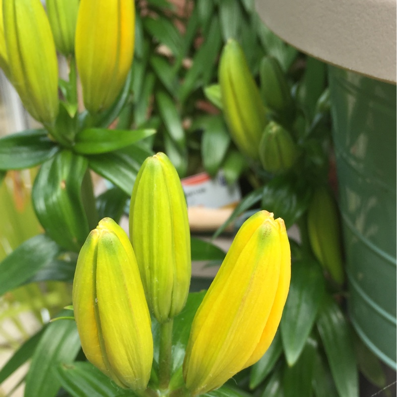 Lily (Asiatic) in the GardenTags plant encyclopedia