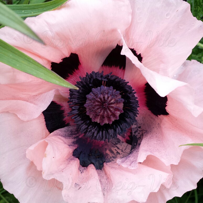 Oriental Poppy Carneum in the GardenTags plant encyclopedia