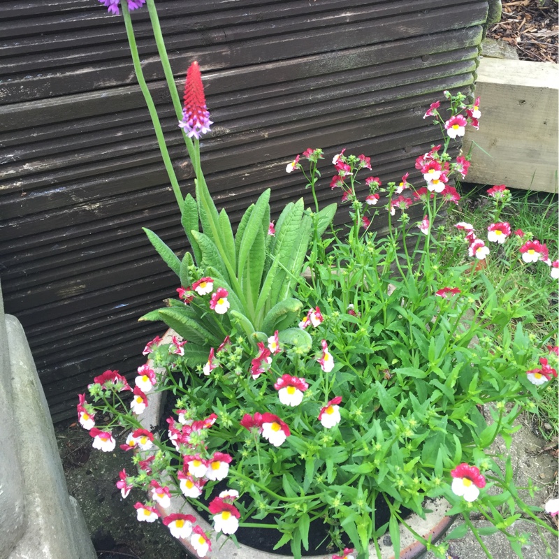 Nemesia Sunsatia Plus® Cherry On ice in the GardenTags plant encyclopedia