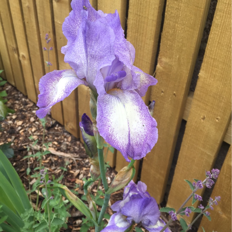 Bearded Iris Blue Shimmer (Tall) in the GardenTags plant encyclopedia