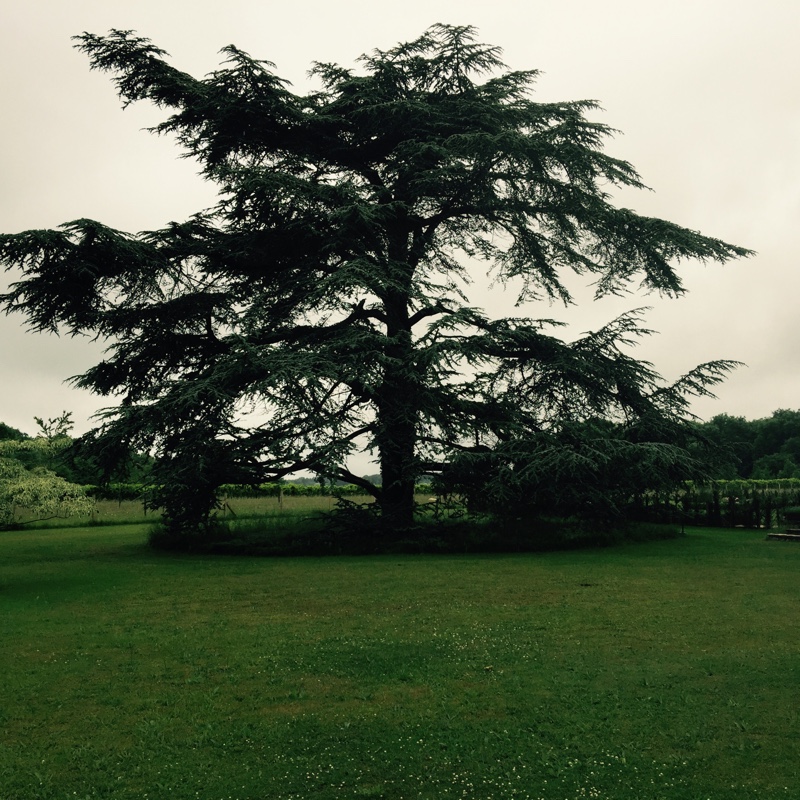 Blue Cedar in the GardenTags plant encyclopedia