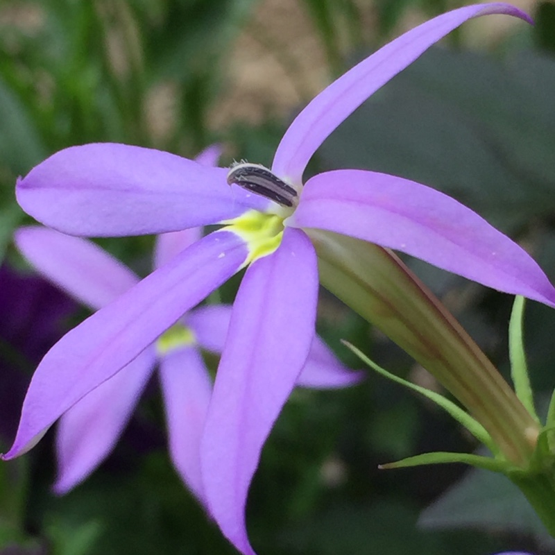 Isotoma Gemini Blue in the GardenTags plant encyclopedia