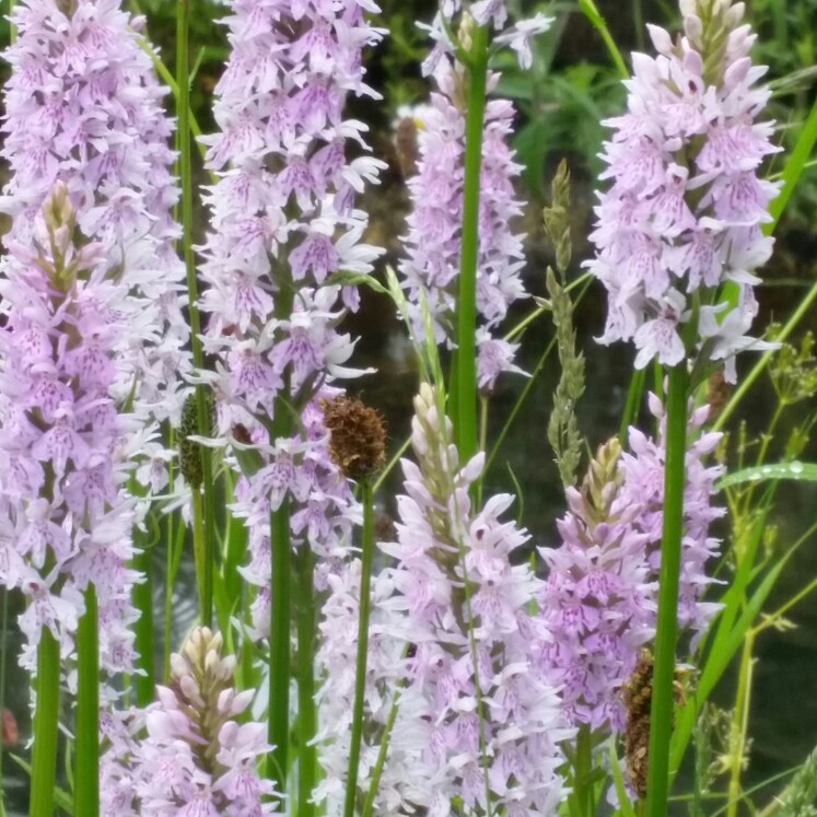 Common Spotted Orchid in the GardenTags plant encyclopedia