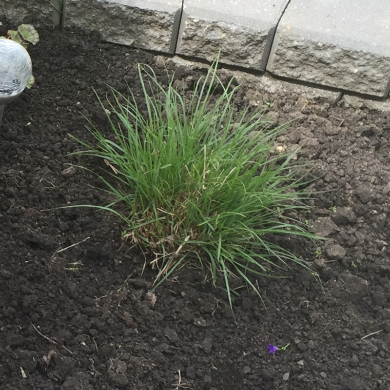 Dwarf Fountain Grass in the GardenTags plant encyclopedia