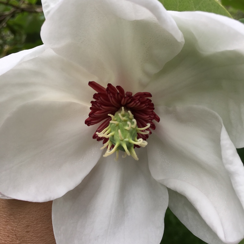 Magnolia Globosa in the GardenTags plant encyclopedia