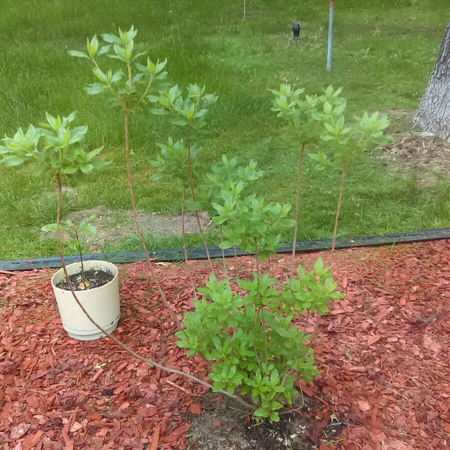 Azalea Lilac Lights in the GardenTags plant encyclopedia