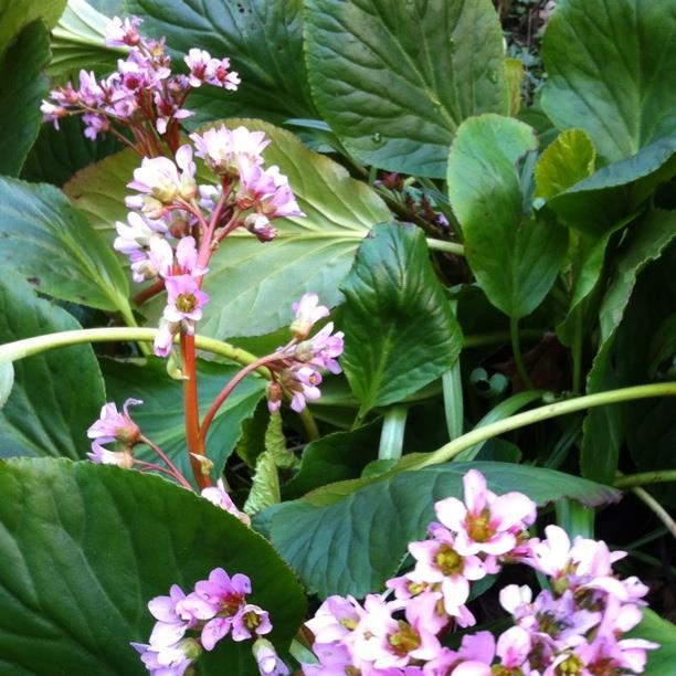 Elephants Ears Biedermeier in the GardenTags plant encyclopedia