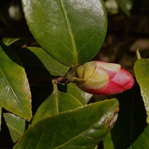 Camellia Adolphe Audusson in the GardenTags plant encyclopedia