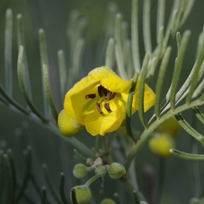 Silver Senna in the GardenTags plant encyclopedia