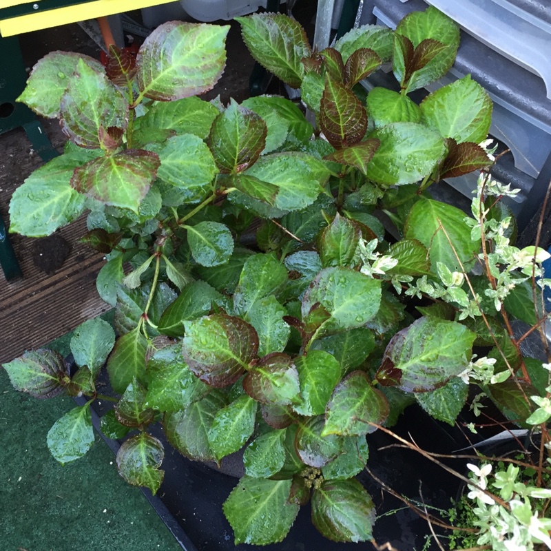 Hydrangea Sandra in the GardenTags plant encyclopedia