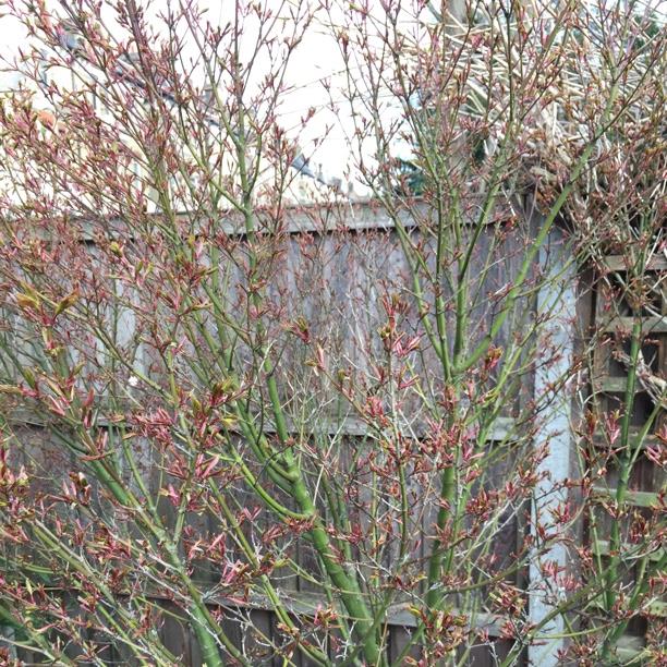 Japanese Maple Crippsii in the GardenTags plant encyclopedia