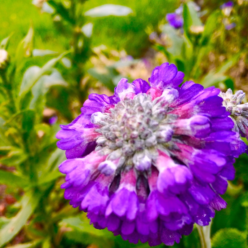 Primrose Noverna Deep Blue in the GardenTags plant encyclopedia