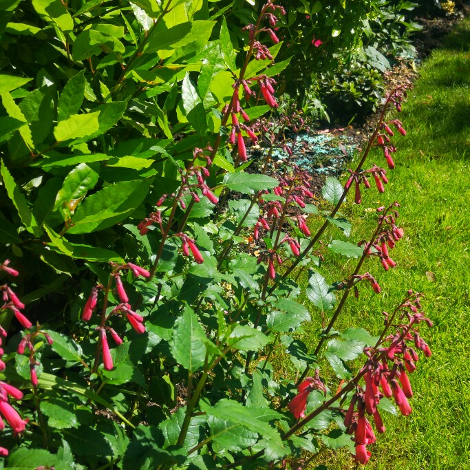 Cape Fuchsia Somerford Funfair Coral in the GardenTags plant encyclopedia