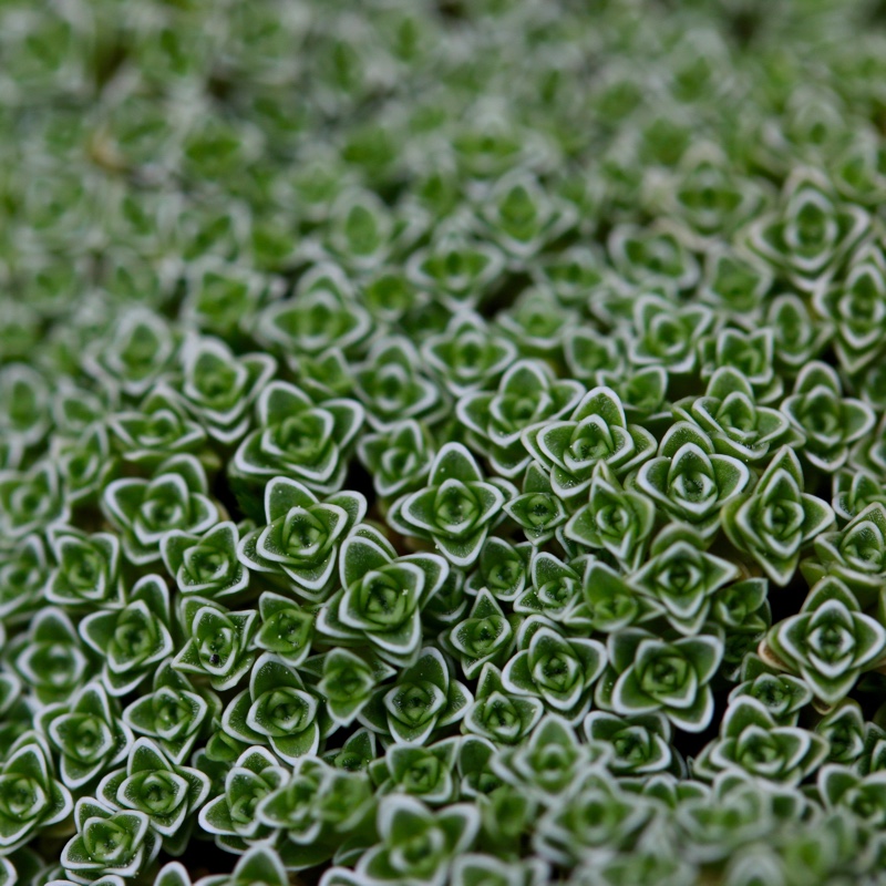 Spanish Sandwort in the GardenTags plant encyclopedia