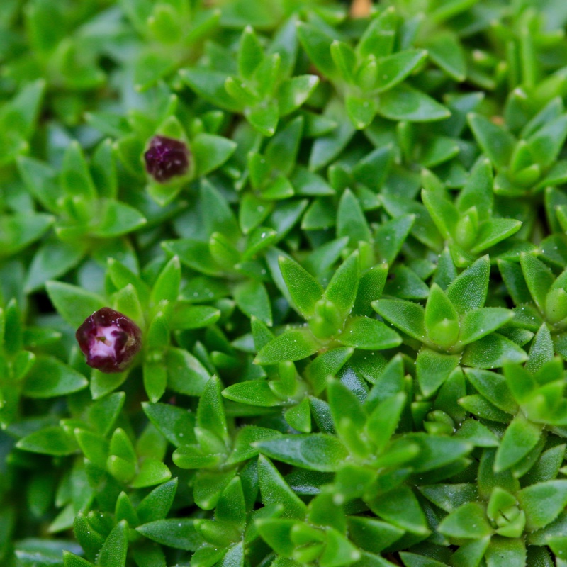 Moss Campion Mount Snowdon in the GardenTags plant encyclopedia