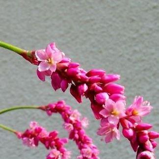 Persicaria in the GardenTags plant encyclopedia