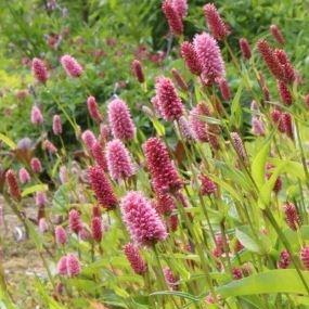 Knotweed in the GardenTags plant encyclopedia