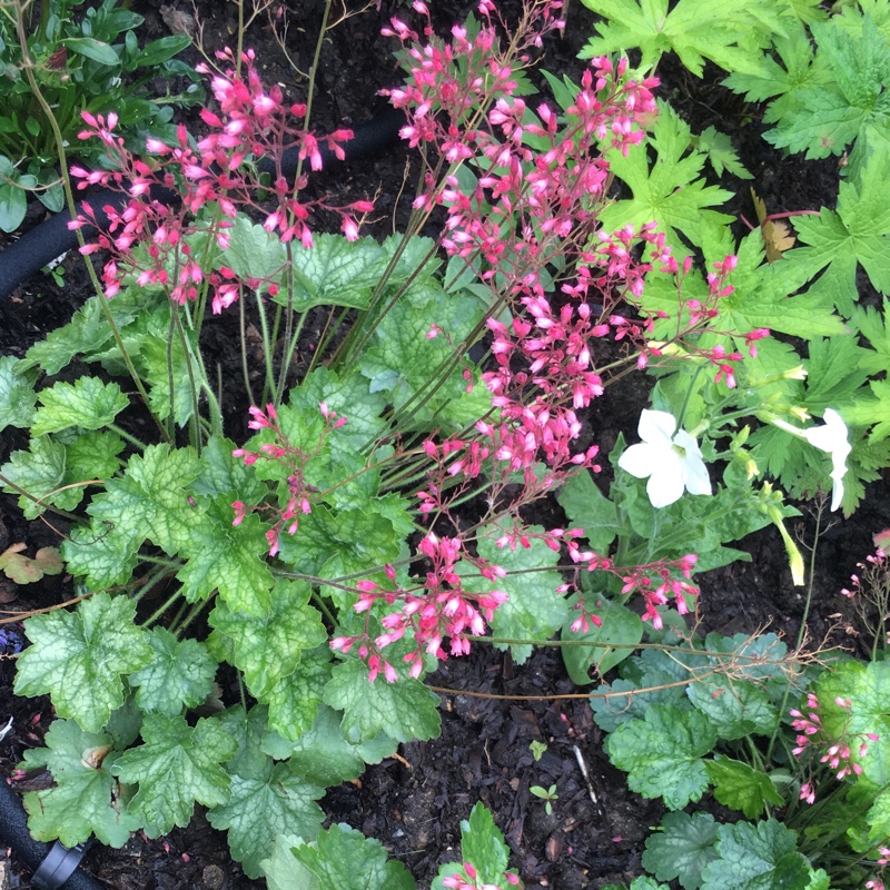 Alumroot Apple Crisp in the GardenTags plant encyclopedia