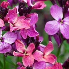 Wallflower Sunset Purple in the GardenTags plant encyclopedia