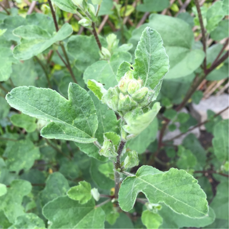 Tree Mallow Maritima (bicolour) in the GardenTags plant encyclopedia