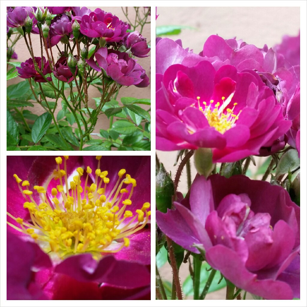 Rose Violette in the GardenTags plant encyclopedia