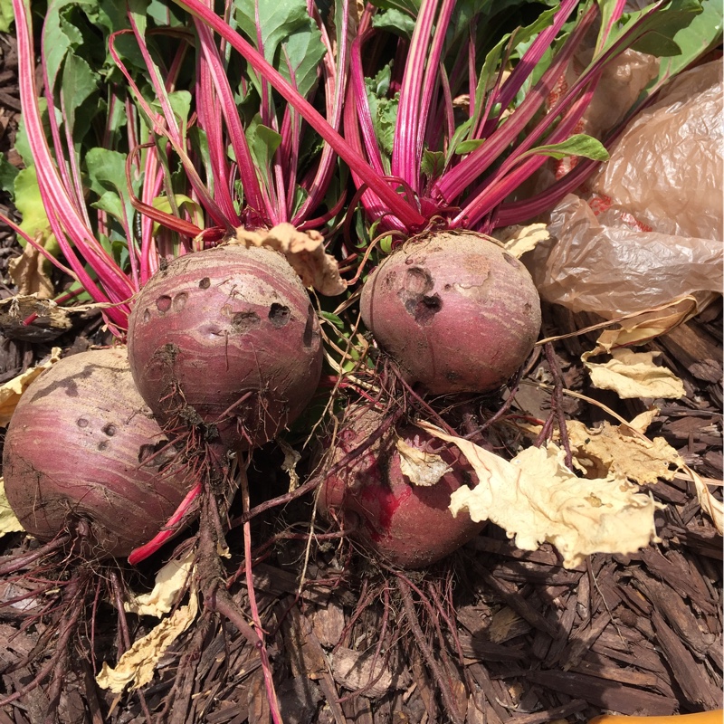 Beetroot Detroit Dark Red Beet in the GardenTags plant encyclopedia