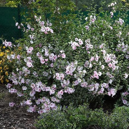 Tree Mallow Barnsley in the GardenTags plant encyclopedia