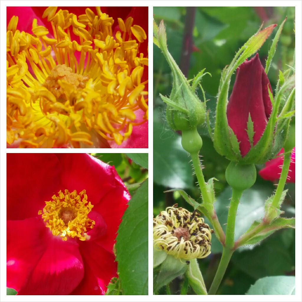 Rose Scarlet Fire in the GardenTags plant encyclopedia