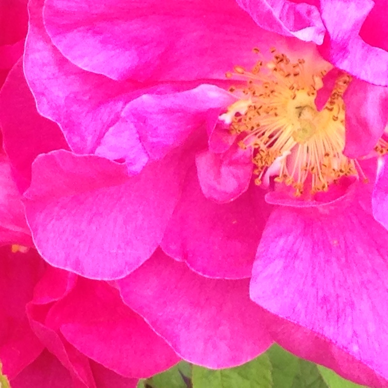 The Apothecary Rose in the GardenTags plant encyclopedia