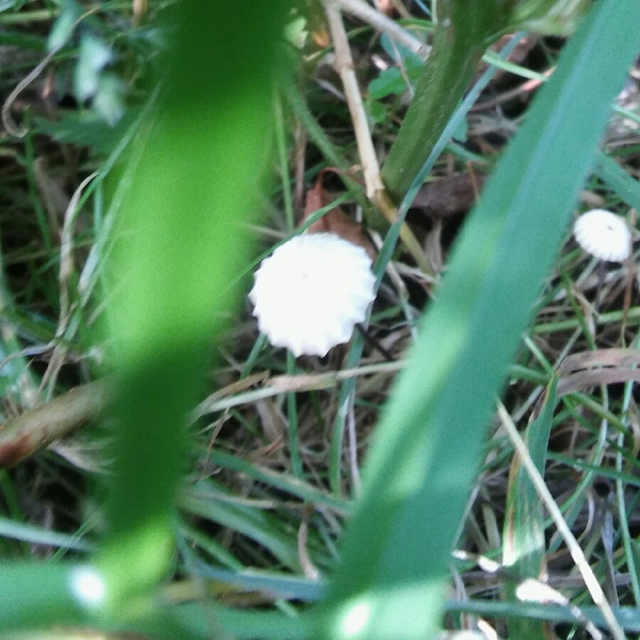 Pinwheel Mushroom in the GardenTags plant encyclopedia