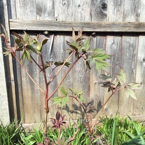 Tree Peony Black Dragon Brocade in the GardenTags plant encyclopedia