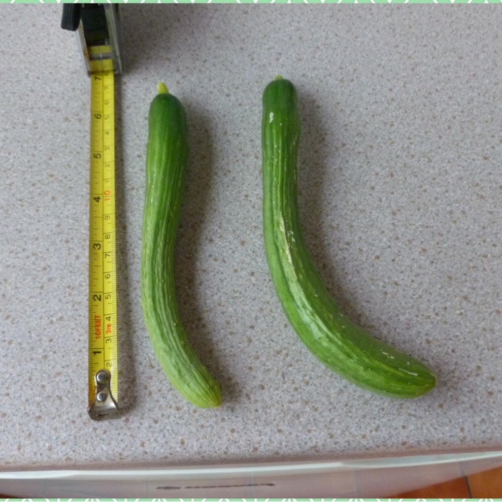 Cucumber Telepathy in the GardenTags plant encyclopedia