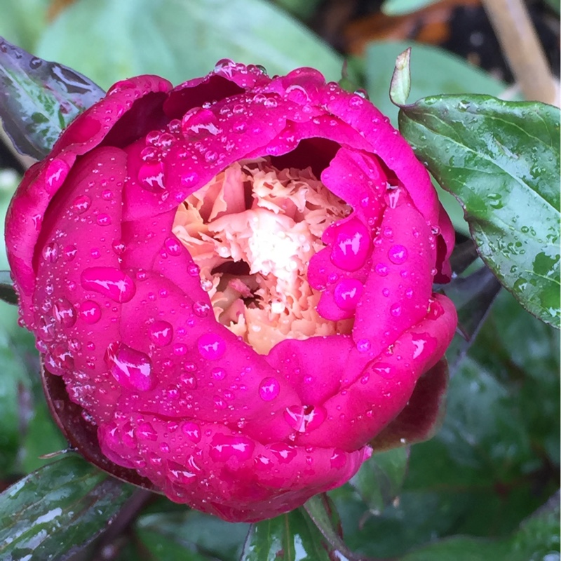 Peony White Cap (Herbaceous) in the GardenTags plant encyclopedia