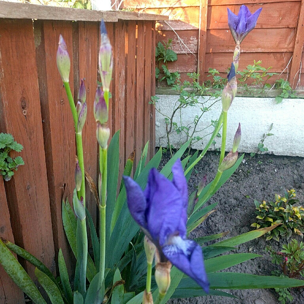 Bearded Iris Souv. de Mme. Gaudichau (Tall) in the GardenTags plant encyclopedia