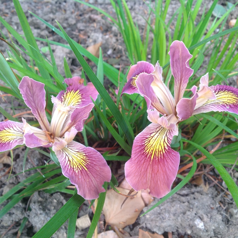 Dwarf Pacific Coast Iris Broadleigh Rose in the GardenTags plant encyclopedia