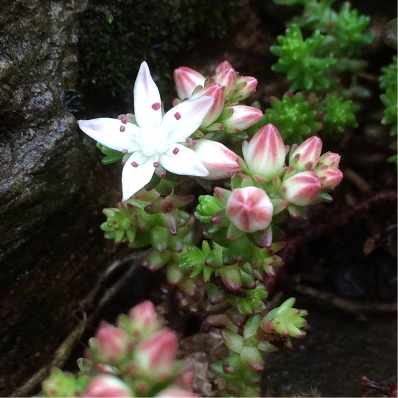 Sedum Anglicum in the GardenTags plant encyclopedia