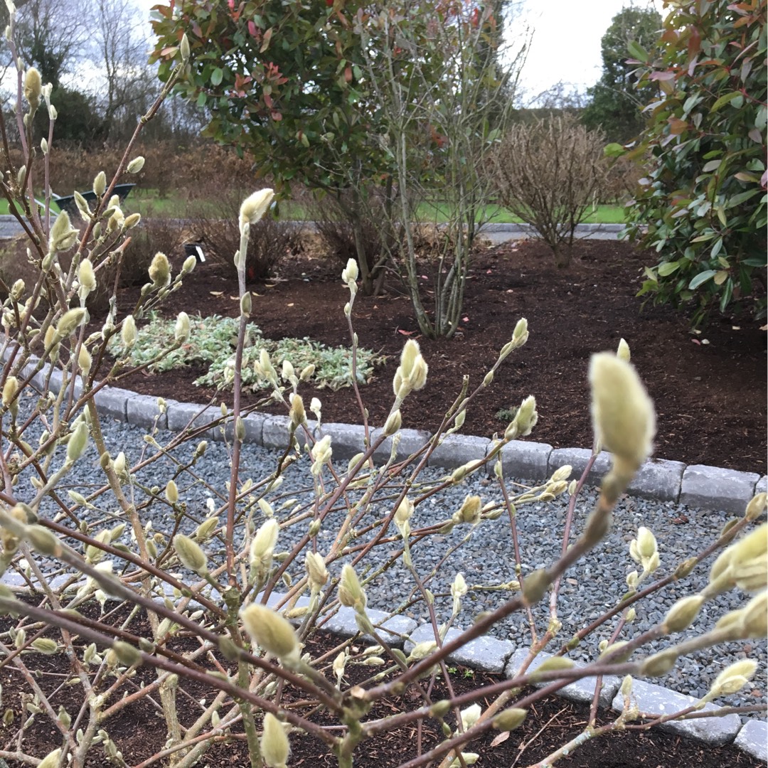 Magnolia Kobus in the GardenTags plant encyclopedia