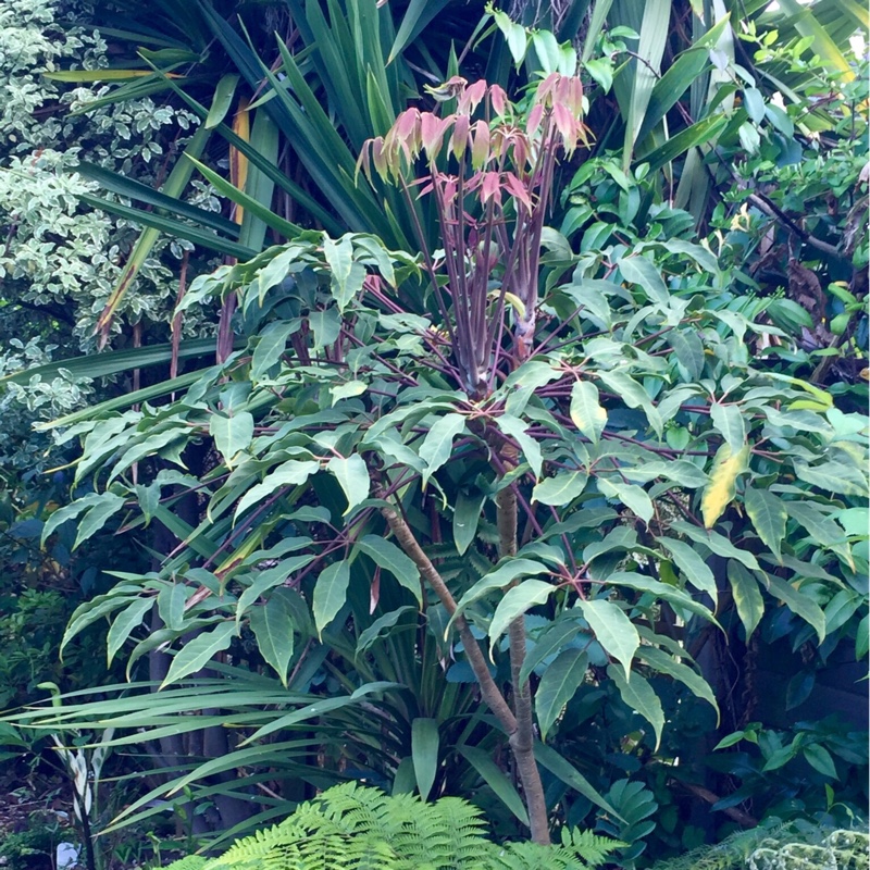 Schefflera Hoi in the GardenTags plant encyclopedia