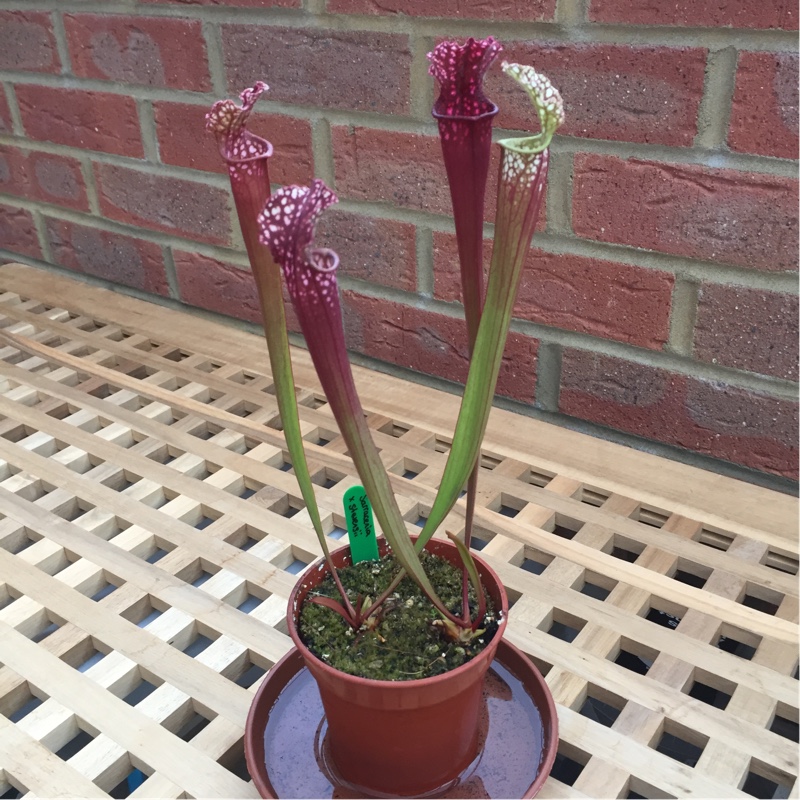 Stevenss Pitcher Plant in the GardenTags plant encyclopedia