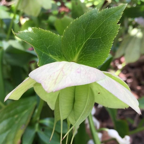 Hellebore (Species) Helleborus dumetorum in the GardenTags plant encyclopedia