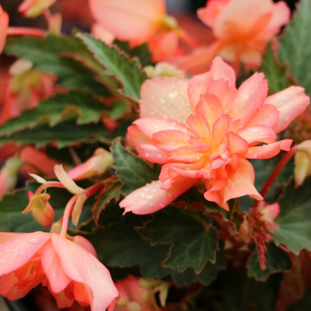 Tuberous Begonia Truffle Peach in the GardenTags plant encyclopedia