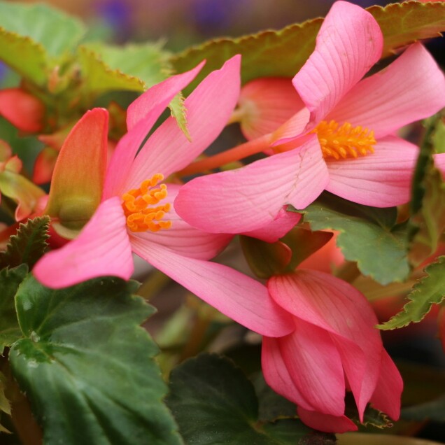 Tuberous Begonia Million Kisses Embrace in the GardenTags plant encyclopedia