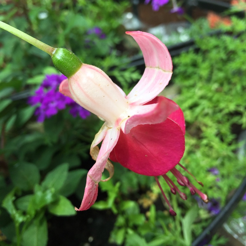 Fuchsia La Campanella in the GardenTags plant encyclopedia