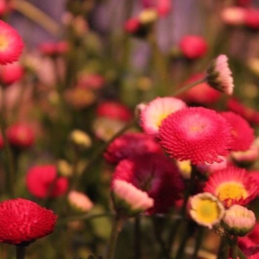 Daisy Pomponette Red in the GardenTags plant encyclopedia