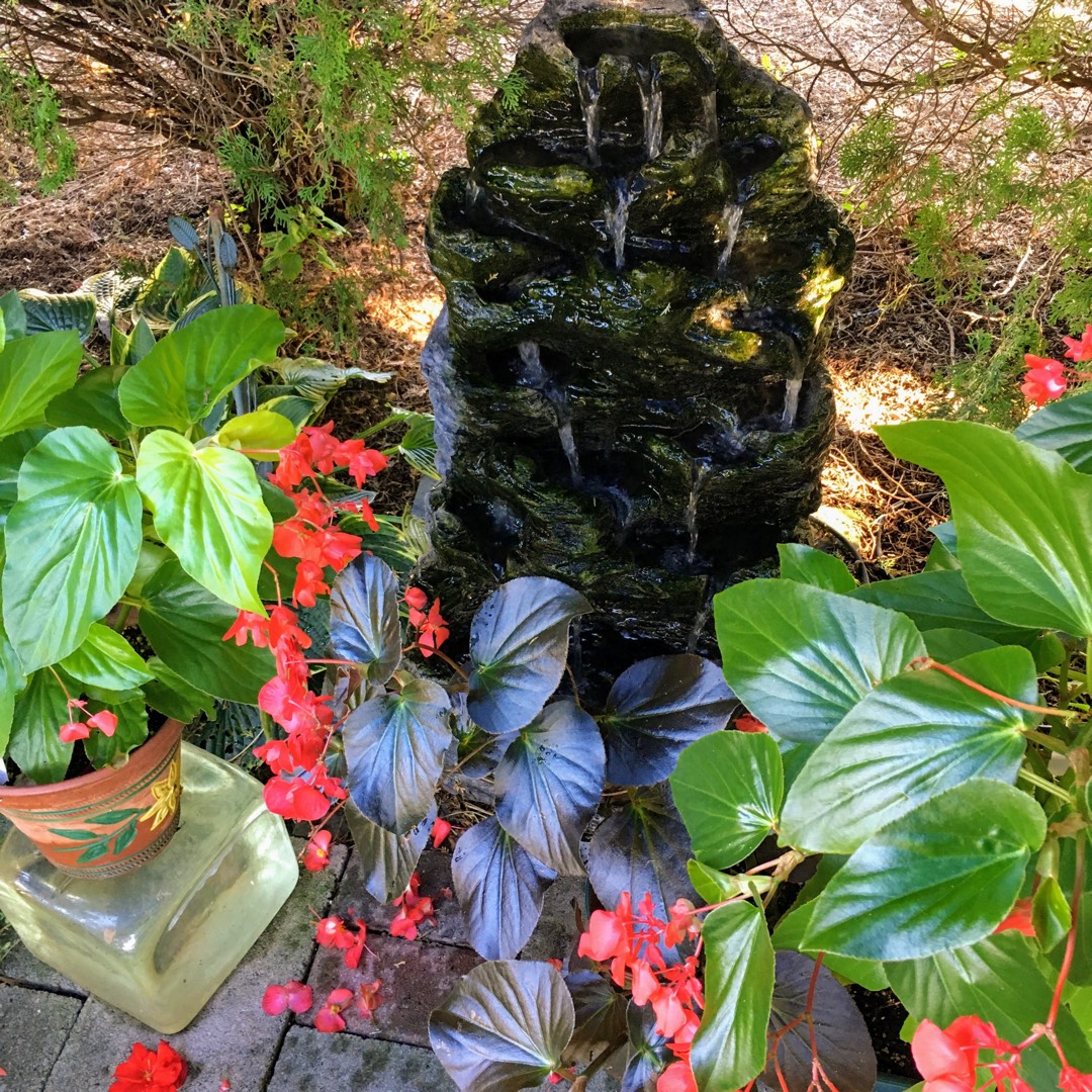 Begonia Pink Dragon Wing in the GardenTags plant encyclopedia