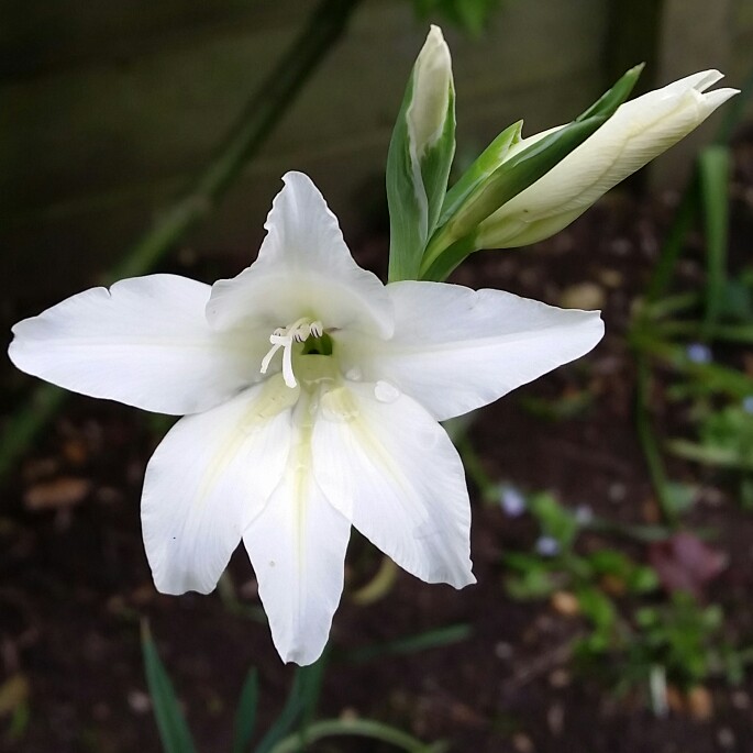 Gladioli Albus (Colvillii) in the GardenTags plant encyclopedia