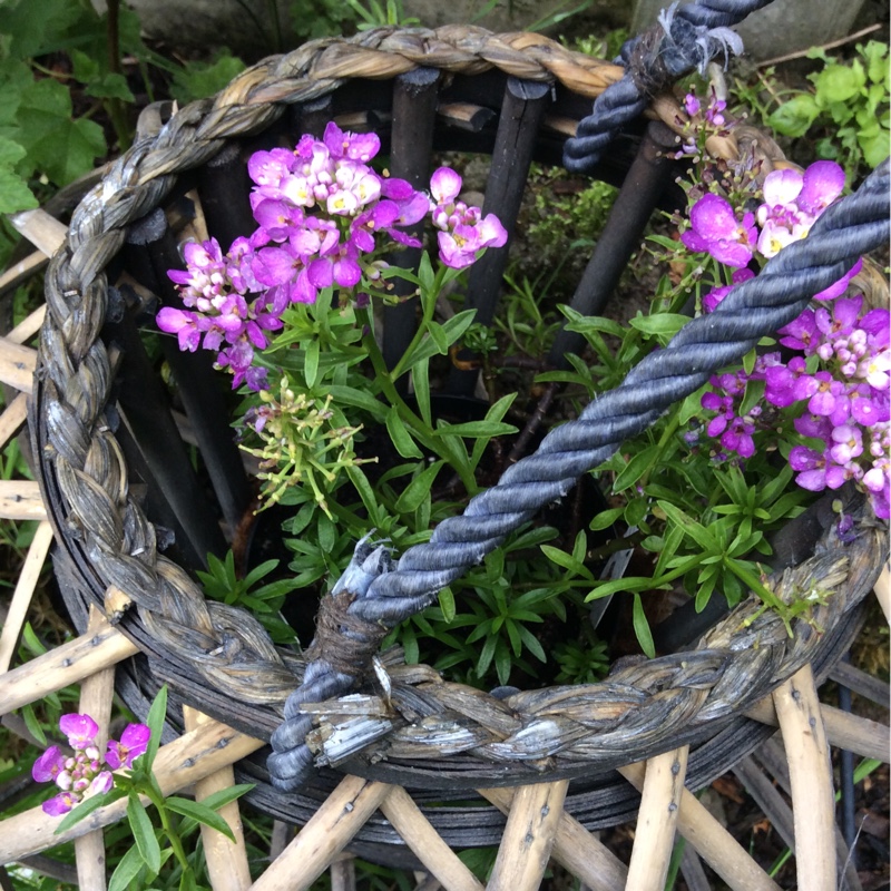 Candytuft Absolutely Amethyst in the GardenTags plant encyclopedia