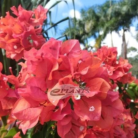 Bougainvillea Glowing Sunset in the GardenTags plant encyclopedia