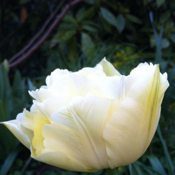 Tulip Verona (Double Early) in the GardenTags plant encyclopedia